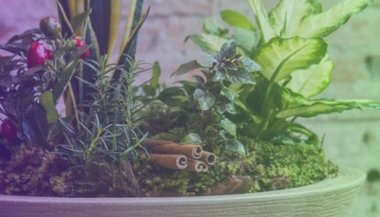 Aprenda a fazer seu vaso de proteção com 7 ervas