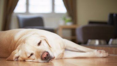 O que significa sonhar com cachorro