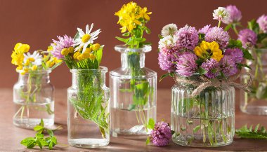 Tenha mais disposição ao acordar com o auxílio da Terapia Floral