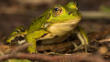 O que significa sonhar com sapo