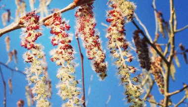 Conhecendo a essência floral Aspen