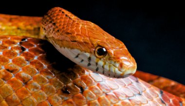 O que significa sonhar com cobra?