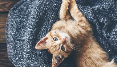 O que significa sonhar com gato