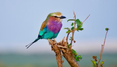 O que significa sonhar com passarinho