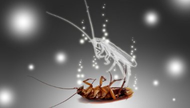 O que significa sonhar com barata