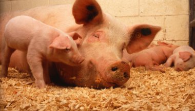 O que significa sonhar com porco