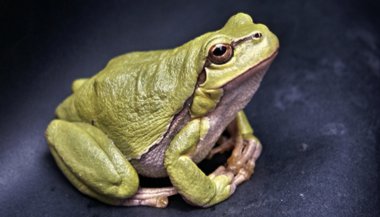 Sonhar com sapo verde