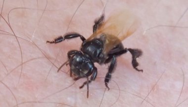 Sonhar com abelha no cabelo