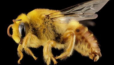 Sonhar com abelha rainha