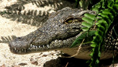 O que significa sonhar com jacaré