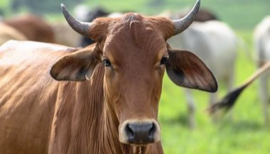 O que significa sonhar com boi