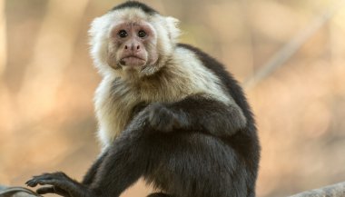 O que significa sonhar com macaco