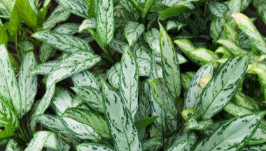 Planta Comigo-Ninguém-Pode: Afaste as más energias