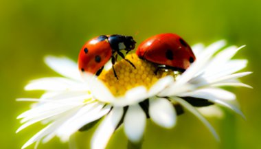 Mais joaninhas, menos formiguinhas