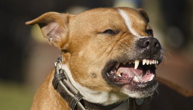 Sonhar com cachorro bravo