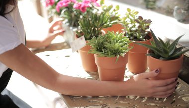 Feng Shui: conheça 6 plantas que atrapalham a energia na sua casa