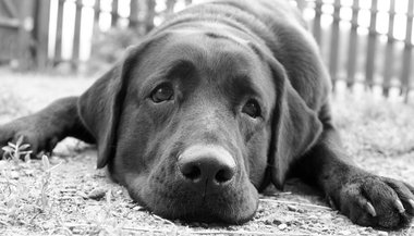 Sonhar com um cachorro preto