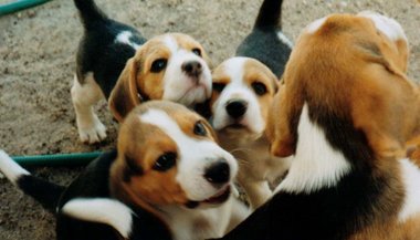 Sonhar com muitos cachorros