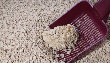 Sonhar com fezes de gato