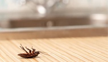 Sonhar com barata morta