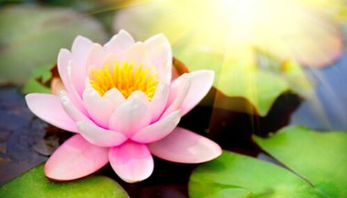 Flor de lótus: significado, simbolismo e lendas