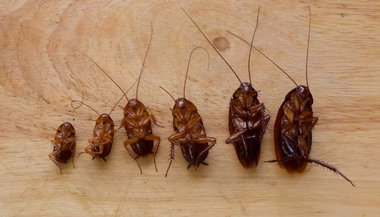 Sonhar com muitas baratas