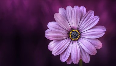 Bem me quer ou mal me quer?