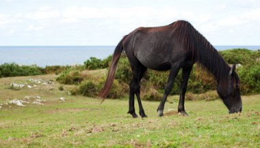 Sonhar com cavalo bravo