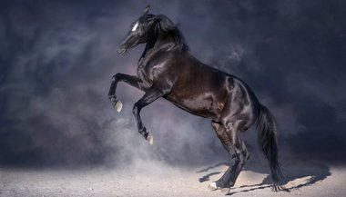 Sonhar com cavalo preto