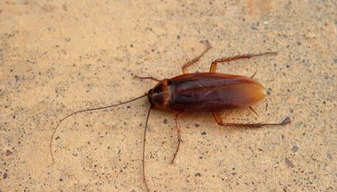 Sonhar com barata voadora