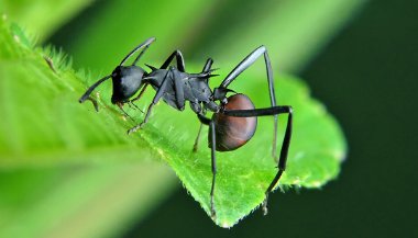 Sonhar com formiga gigante