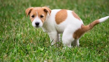 Sonhar com fezes de cachorro