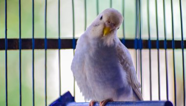 Sonhar com passarinho na gaiola