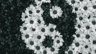 Yin e Yang: Qual é a sua personalidade dominante?