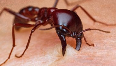 Sonhar com formiga no corpo