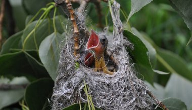 Sonhar com passarinho no ninho