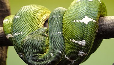 Sonhar com cobra grande