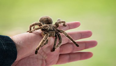 Sonhar com aranha grande