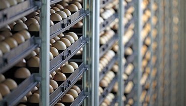 Sonhar com ovo de galinha caipira