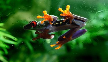 Sonhar com sapo pulando