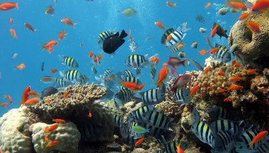 Sonhar com muitos peixes