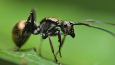 Sonhar com formiga preta
