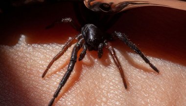 Sonhar com aranha picando