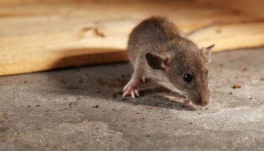 Sonhar com rato vivo