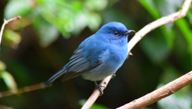 Sonhar com passarinho azul
