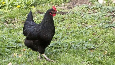 Sonhar com galinha preta