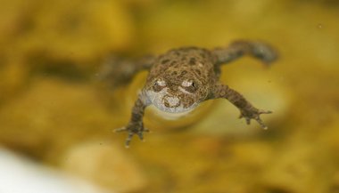 Sonhar com sapo morto