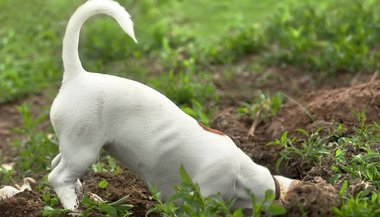 Sonhar com cachorro branco