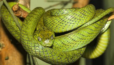 Sonhar com cobra verde