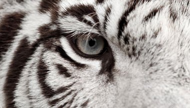 Sonhar com tigre preto